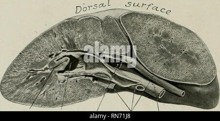 . L'anatomia di animali domestici. Anatomia Veterinaria. 558 L'I'RINARY ORGANI DEL CAVALLO Chauveau dà come una media di 750 grammi per il rene destro e 710 grammi per la sinistra. EUenberger e Baum (24 casi) dare il rene destro come variabile tra 430 e 840 grammi e la sinistra tra 425 e 780; si tratta di una media di 635 grammi (circa 22}' 2 once) per il rene destro e 602.5 grammi (circa 21' 2 oimces) per la sinistra. Essi danno il rapporto del peso di entrambi i reni al corpo-wciKlit ;è 1:255-344. In un Percheron mare del peso di circa 2000 libbre il rene destro pesati 4 pou Foto Stock