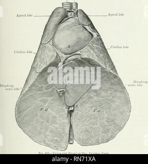 . L'anatomia di animali domestici. Anatomia Veterinaria. Il torace e PLEUH^-polmoni 547 il torace e PLEURE le nervature sono in generale fortemente ricurve in la maggior parte delle razze migliorate, in modo che il torace è rouniled. La pleura sacs si estendono in avanti al primo spazio intercostale. La linea diaframmatica di riflessione pleurica inizia a o un poco al di sopra della estremità sternale della settima costola, e si estende in una leggera curva a circa la metà dell'ultima costola, lungo la faccia mediale della quale continua. (Quando una quindicesima nervatura è presente un verj- evento comune-non pregiudica la disposizione Foto Stock