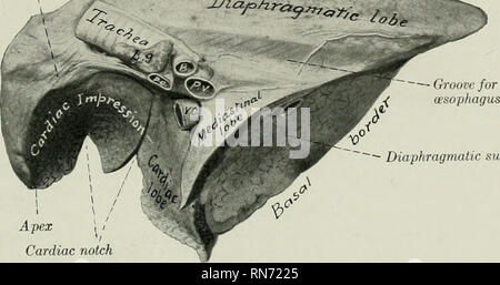 . L'anatomia di animali domestici. Anatomia Veterinaria. Lobo intermedio lobo diaframma posteriore linfonodi mediastinali premistoppa Fig. 483.-polmoni un-d Cuore di pecora; vista ventrale. Modello indurita in situ. Lo spazio tra il cuore e i polmoni era occupata da pericardio e grasso. Lobo apicale J)o^^'^-^^---^^ ^i^:. - superficie diaframmatici Apex tacca cardiaco Fig. 484.-polmone destro di ovini; Aspetto mediastinica. 1. B Bronco,; p.a., arteria polmonare; p.v., vena polmonare; I'.I-., posteriore della vena cava; L.i linfonodi bronchiali premistoppa. Il mediastino Iobe=lobo intermedio.. Si prega di notare che queste immagini sono ext Foto Stock