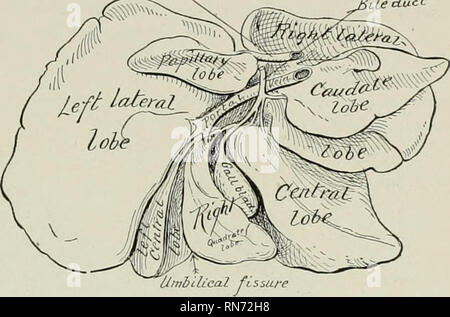 . L'anatomia di animali domestici. Anatomia Veterinaria. Il fegato 503 primo coccygeal vertebre e lo sfintere externus ani. I riavvolgitori, insieme con il coccygei, formano una sorta di diaframma pelvico, analoga a quella dell'uomo. Il fegato il fegato è relativamente grande, la pesatura di solito al;)fuori il 3 per cento del corpo- peso. Esso è diviso in cinque lobi capo da fessure che convergono verso la fessura del portale. Quando la ghiandola è ex- ieduct amined nella condizione morbida poit.miacMo. i lobi possono essere ripartite in modo da essere tutte visibili (Fig. 444), ma quando l'organo è duro- ulteriormente rafforzata in situ la l Foto Stock