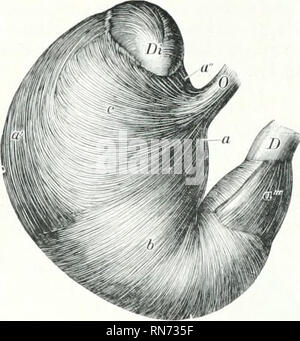 . L'anatomia di animali domestici. Anatomia Veterinaria. 484 sistema digestivo della fossa, c'pening è a fessura ed è delimitata sopra e a sinistra da una piega wliich contiene un thickenino; dell'interno dello strato obliqua del rivestimento muscolare. L'apertura in tlie diverticulum è situato al di sopra e un po' a sinistra del cartlia; è trans-. Si prega di notare che queste immagini vengono estratte dalla pagina sottoposta a scansione di immagini che possono essere state migliorate digitalmente per la leggibilità - Colorazione e aspetto di queste illustrazioni potrebbero non perfettamente assomigliano al lavoro originale. Sisson, Septimus, 1865-1924. Foto Stock