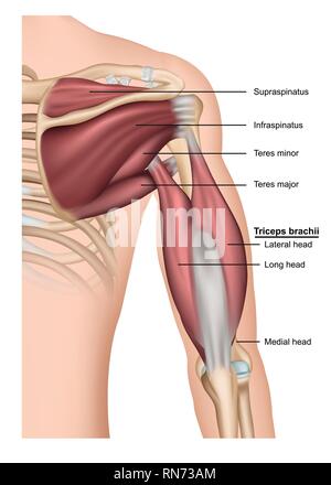 Musculus tricipiti brachii 3d medical illustrazione vettoriale su sfondo bianco, braccio umano da dietro Illustrazione Vettoriale