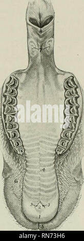 . L'anatomia di animali domestici. Anatomia Veterinaria. Sistema digestivo della pecora 471 strette depressioni tlie nella forma di una v e separati dalla centrale di papilla incisiva, al deep estremità anteriori di cui le incisive o naso-palatino condotti sono aperti. Le nervature del palato, alcuni quattordici in numero, sono irregolari e i loro bordi sono lisce; la maggior parte di essi si alternano a quelli del lato opposto, dalla quale sono separate da la mediana del nucleo del Raphe palati. Il terzo posteriore o piuttosto più non è increspata e presenta numerosi orifizi dei condotti delle ghiandole palatine. La mucosa è o Foto Stock