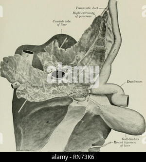 . L'anatomia di animali domestici. Anatomia Veterinaria. Il pancreas 469 coperti in larga misura dal peritoneo. Esso è attaccato al fegato a e laterale alla fessura del portale e la crura della membrana. Tra le.se le adesioni è gratuito e costituisce la parete ventrale del forame epiploico. Sul lato destro si estende all'indietro oltre il lobo caudato del fegato tra gli strati del mesoduodenum; qui è in contatto con la parte superiore del fianco al lombo- angolo di costiera ed è correlato dorsalmente al rene destro e dal suo ventro-laterale. Gnll-vescica ligame rotondo Foto Stock