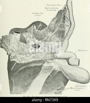 . L'anatomia di animali domestici. Anatomia Veterinaria. Il pancreas 469 coperti in larga misura dal peritoneo. Esso è attaccato al fegato a e laterale alla fessura del portale e la crura della membrana. Tra queste adesioni è gratuito e costituisce la parete ventrale del forame epiploico. Sul lato destro si estende liackward oltre il lobo caudato del fegato tra gli strati di me.soduodenuni; qui è in contatto con la parte superiore del fianco al lombo- angolo di costiera ed è correlato dorsalmente al rene destro e liy suo ventro-laterale del condotto pancreatico - Cauda Foto Stock