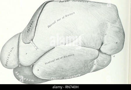 . L'anatomia di animali domestici. Anatomia Veterinaria. 454 SISTEMA DIGESTIVO DEL BUE intestino, fegato, pancreas, reni, l'utero nella femmina e la sezione posteriore aorta e la vena cava. La dorsale curvatiire (curvatura dorsalis) è convessa, fol- abbassamento della curva formata dal diaframma e muscoli sublumbar. È saldamente fissata alla porzione di sinistra della crura del diaframma e il sublumbar muscoli dal peritoneo e del tessuto connettivo. Il ciUTrature ventrale (curvatura ventralis) è convessa e giace sul piano dell'addome. Le superfici sono segnate da destra e sinistra lo Foto Stock