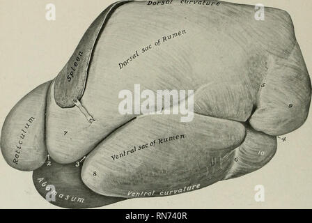 . L'anatomia di animali domestici. Anatomia Veterinaria. 454 SISTEMA DIGESTIVO DEL BUE intestino, fegato, pancreas, reni, l'utero nella femmina e la sezione posteriore aorta e la vena cava. La dorsale curvatxire (curvatura dorsalis) è convessa, fol- abbassamento della curva formata dal diaframma e muscoli sublumbar. È saldamente fissata alla porzione di sinistra della crura del diaframma e il sul)muscolatura lombare dal peritoneo e del tessuto connettivo. La curvatura ventrale (curvatura ventralis) è convessa e giace sul piano dell'addome. Le superfici sono segnate da destra e sinistra lo Foto Stock