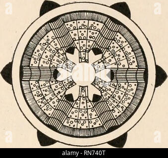 . L'anatomia di piante legnose. Botanica -- anatomia. Tessuti fibro-vascolare: raggi 81.. le unità organizzative diagramma fornito in precedenza, sono rappresentati in nero sulla periferia dello stelo. L'albedo centrale è analogamente circondata a sua volta da legno, floema, e corteccia. Anche qui vi sono escur- tanze del midollo in sei punti, che si estende nel secondo incremento annuale del legno; questi sottendono radialmente sei foglie corrispondente. Nello schema in discussione vi sono tuttavia due accentuate caratteristiche di contrasto a quelli presentati nel precedente schema di un asse di conifere. Prima di tutto, il legno è un carattere- virtualizzato Foto Stock