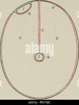 . L'anatomia di animali domestici. Anatomia Veterinaria. 412 SISTEMA DIGESTIVO DEL CAVALLO othelial cellule, ed è bagnato dal fluido peritoneale. L'attrito è così ridotto al minimo durante i movimenti del viscere. La superficie esterna del peri- toneum è correlato al tessuto subserous, che lo collega alla parete addominale o le viscere. Al fine di capire la disposizione generale del peritoneo, possiamo immaginare la cavità addominale per essere vuoto e rivestiti da un semplice strato di perito- neum, denominato strato parietale (lamina parietalis). Si può inoltre immaginare gli organi come b Foto Stock