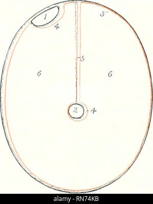 . L'anatomia di animali domestici. Anatomia Veterinaria. 412 SISTEMA DIGESTIVO DEL CAVALLO othclial cellule, ed è bagnato dal fluido peritoneale. L'attrito è così ridotto al minimo durante i movimenti del viscere. La superficie esterna del peri- toneum è correlato al tessuto suliserous, -che si attacca alla parete alxlominal o le viscere. Al fine di capire il generale disjiosition del jieritoneum, possiamo immaginare la tinity addominale per essere emjit&GT;' e rivestito da un semplice strato di perito- neum, denominato strato parietale (lamina parietalis). "Abbiamo inoltre può immaginare Foto Stock