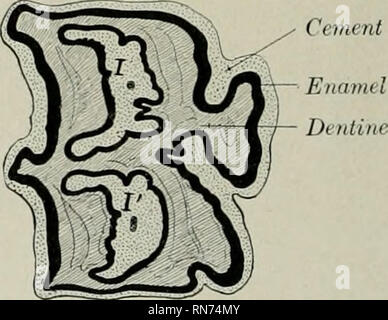 . L'anatomia di animali domestici. Anatomia Veterinaria. Canale di radice. -Sezione Frontale gu EEK dente del cavallo di Fig. 343.- CH C. C, polpa di cavità. Infundibulu witli cemento. G. 344.-Sezione di guancia superiore dente del cavallo. cal (laterale) superficie a sinistra. /, Anteriore, I', posteriore infundib- uluni, sia quasi riempiti con cemento. ilia. Le parti esposte delle corone sono normalmente in stretto contatto, formando una fila continua che è leggermente arcuata con la convessità verso la guancia. Parti incorporate divergono nel modo illustrato nelle figure allegate (Figg. 342, 347). In tal modo l'asse lungo del Foto Stock