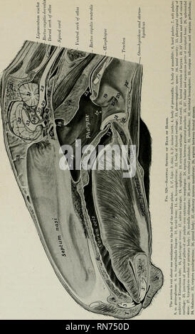 . L'anatomia di animali domestici. Anatomia Veterinaria. 386 sistema digestivo del cavallo. Si prega di notare che queste immagini vengono estratte dalla pagina sottoposta a scansione di immagini che possono essere state migliorate digitalmente per la leggibilità - Colorazione e aspetto di queste illustrazioni potrebbero non perfettamente assomigliano al lavoro originale. Sisson, Septimus, 1865-1924. Philadelphia, Londra, W. B. Saunders Company Foto Stock