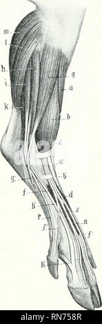 . L'anatomia di animali domestici. Anatomia Veterinaria. 366 i muscoli del maiale i muscoli della gamba e del piede Tlie peroneus tertius è ben sviluppata muscolo che è in gran parte super- ficially situato sulla parte anteriore della gamba. Esso copre il lungo estensori digitale, con cui esso è unitcnl tranne nel terzo distale della gamba. Essa deriva dalla fossa estensori del femore di un tendine comune con quella del muscolo, una sacca sinoviale dal femoro-til)ial joint estendentesi verso il basso undi'r'origine. "Vi -.ir i- :m pollice e una metà o più (ca. Da 3 a 4 cm.) in lunghezza in laiiir -iilij. f I- .mil e Foto Stock