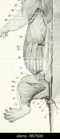 . Anatomia della marmotta (Marmota monax). Marmotta; mammiferi. . Si prega di notare che queste immagini vengono estratte dalla pagina sottoposta a scansione di immagini che possono essere state migliorate digitalmente per la leggibilità - Colorazione e aspetto di queste illustrazioni potrebbero non perfettamente assomigliano al lavoro originale. Bezuidenhout, A. J. (Abramo Johannes), 1942-; Evans, Howard E. (Howard Edward), 1922-. Lawrence, KS : American Society of Mammalogists Foto Stock