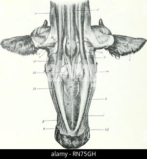 . L'anatomia di animali domestici. Anatomia Veterinaria. 346 I MUSCOLI DEL BUE mandibolare i muscoli masseteri non è così grande come nel cavallo tlie; una parte considerevole di essa sorge sul viso tnlxTositj- e viene diretto oljliquely all'indietro e verso il basso in modo che si desidera richiamare la ganascia inferiore in avanti nonché verso l'alto. La temporalis conforme alla fossa temporale e tlierefore è più lungo e interamente in laterale iiosition. Il pterygoideus medialis deriva dalla superficie laterale della parte perpendicolare del palatino bune e dal processo di pterygoiil. Dal momento che l'origine è il più vicino. Fig. Foto Stock