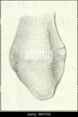 . Anatomia della marmotta (Marmota monax). Marmotta; mammiferi. /ST. ' '|. Si prega di notare che queste immagini vengono estratte dalla pagina sottoposta a scansione di immagini che possono essere state migliorate digitalmente per la leggibilità - Colorazione e aspetto di queste illustrazioni potrebbero non perfettamente assomigliano al lavoro originale. Bezuidenhout, A. J. (Abramo Johannes), 1942-; Evans, Howard E. (Howard Edward), 1922-. Lawrence, KS : American Society of Mammalogists Foto Stock