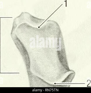 . Anatomia della marmotta (Marmota monax). Marmotta; mammiferi. Capitolo 2-lo scheletro 33. /ST. Si prega di notare che queste immagini vengono estratte dalla pagina sottoposta a scansione di immagini che possono essere state migliorate digitalmente per la leggibilità - Colorazione e aspetto di queste illustrazioni potrebbero non perfettamente assomigliano al lavoro originale. Bezuidenhout, A. J. (Abramo Johannes), 1942-; Evans, Howard E. (Howard Edward), 1922-. Lawrence, KS : American Society of Mammalogists Foto Stock