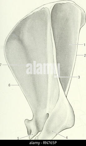 . Anatomia della marmotta (Marmota monax). Marmotta; mammiferi. Capitolo 2-lo scheletro 29. U-. Si prega di notare che queste immagini vengono estratte dalla pagina sottoposta a scansione di immagini che possono essere state migliorate digitalmente per la leggibilità - Colorazione e aspetto di queste illustrazioni potrebbero non perfettamente assomigliano al lavoro originale. Bezuidenhout, A. J. (Abramo Johannes), 1942-; Evans, Howard E. (Howard Edward), 1922-. Lawrence, KS : American Society of Mammalogists Foto Stock