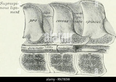 . L'anatomia di animali domestici. Anatomia Veterinaria. Il AliTlCULATIONS DEL CAVALLO INTERCENTHAL articolazioni 211 delle articolazioni del cavallo le articolazioni e i legamenti delle vertebre del mobile forma vertebne due insiemi di articolazioni, vale a dire quelle formate in- i corpi e quelle formate da affezioni articolari j^rocesses di vertebra adiacente; la ex sono denominati intercentral, e quest'ultimo intemeural. Associati a questi sono hgaments unendo gli archi e i processi; alcuni di questi sono speciali e cioè con- multato per un giunto singolo, mentre altri sono comuni, cioè si estendono lungo tutta la ve Foto Stock