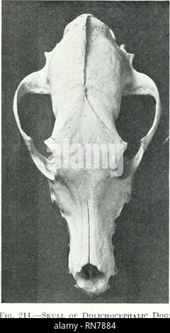 . L'anatomia di animali domestici. Anatomia Veterinaria. 196 lo scheletro del cane forte depressione in corrispondenza della demenza fronto-nasale junction, producendo quello che viene chiamato dalla ventola- ciers "stop" del volto. Sulla superficie laterale la grande estensione della fossa temporale è visto. L'orbita comunica liberamente ^-ith la fossa, la parte posteriore del margine orbitale essendo assente in secco del cranio. L'asse della cavità orbitale forma un molto più piccolo angolo con il piano metlian rispetto al cavallo e OX. Un distinto crest segna il limite tra la cavità orljital e il vasto pterygo-palatino fos Foto Stock