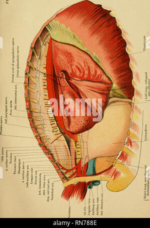 . L'anatomia del cavallo : una guida per dissezione. Cavalli; Cavalli -- anatomia. . Si prega di notare che queste immagini vengono estratte dalla pagina sottoposta a scansione di immagini che possono essere state migliorate digitalmente per la leggibilità - Colorazione e aspetto di queste illustrazioni potrebbero non perfettamente assomigliano al lavoro originale. McFadyean, Giovanni, Sir, 1853-1941. Edinburgh : Johnston Foto Stock