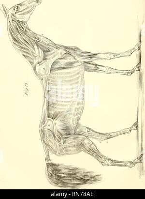 . L'anatomia e la fisiologia del cavallo: con anatomica e questional illustrazioni. Contenente anche una serie di esami su equine anatomia e fisiologia, con istruzioni in riferimento alla dissezione e la modalità di realizzazione di preparati anatomici. A cui si aggiunge, glossario di veterinari di tecnicismi, tossicologiche grafico e dizionario di scienza veterinaria. Cavalli; Cavalli -- anatomia. . Si prega di notare che queste immagini vengono estratte dalla pagina sottoposta a scansione di immagini che possono essere state migliorate digitalmente per la leggibilità - Colorazione e aspetto di queste illustrazioni potrebbero non perfettamente res Foto Stock