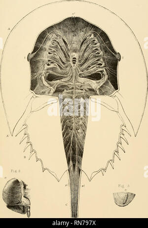 . Anatomia del granchio reale (Limulus polyphemus, Latr.). I granchi. Piastra V. Fig 1.. Si prega di notare che queste immagini vengono estratte dalla pagina sottoposta a scansione di immagini che possono essere state migliorate digitalmente per la leggibilità - Colorazione e aspetto di queste illustrazioni potrebbero non perfettamente assomigliano al lavoro originale. Owen, Richard, 1804-1892. Londra, stampato da Taylor e Francis Foto Stock