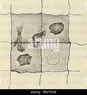 . Anatomischer Anzeiger. Anatomia di confronto. Fig. 4. Fig. 5.. Si prega di notare che queste immagini vengono estratte dalla pagina sottoposta a scansione di immagini che possono essere state migliorate digitalmente per la leggibilità - Colorazione e aspetto di queste illustrazioni potrebbero non perfettamente assomigliano al lavoro originale. Anatomische Gesellschaft. Jena : G. Fischer Foto Stock