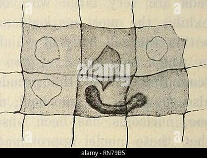 . Anatomischer Anzeiger. Anatomia di confronto. Fig. 4. Fig. 5.. Si prega di notare che queste immagini vengono estratte dalla pagina sottoposta a scansione di immagini che possono essere state migliorate digitalmente per la leggibilità - Colorazione e aspetto di queste illustrazioni potrebbero non perfettamente assomigliano al lavoro originale. Anatomische Gesellschaft. Jena : G. Fischer Foto Stock