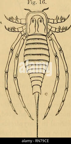 . Anatomia del granchio reale (Limulus polyphemus, Latr.). I granchi. 42 attaccato al Limuline cephaletron. Come in Limulus, inoltre, una parzialmente fuse coppia di piastre opercular esteso indietro nel Pterygotus dal di sotto e ostacolare il confine, più o meno occultare la underparts dei due segmenti anteriori della , thoracetron (fig, 14, b). In primo luogo la divisione del corpo (a), in entrambi Slimonia (fig. 15) e Fterygotus, è composta da un minor numero di segmenti rispetto a Limulus. La successiva divisione del corpo, b in Eury- pterids, include un numero maggiore di segmenti; e il più ampio di questi ma littl Foto Stock