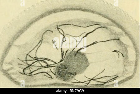 . Anatomischer Anzeiger. Anatomia, comparativo, Anatomia, comparativo. Abb. 8.. Si prega di notare che queste immagini vengono estratte dalla pagina sottoposta a scansione di immagini che possono essere state migliorate digitalmente per la leggibilità - Colorazione e aspetto di queste illustrazioni potrebbero non perfettamente assomigliano al lavoro originale. Anatomische Gesellschaft. Jena : G. Fischer Foto Stock