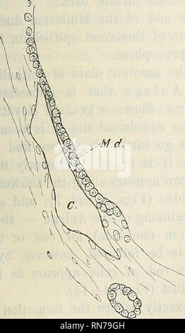 . Anatomischer Anzeiger. Anatomia di confronto. Fig. 19. Fig. 20.. Si prega di notare che queste immagini vengono estratte dalla pagina sottoposta a scansione di immagini che possono essere state migliorate digitalmente per la leggibilità - Colorazione e aspetto di queste illustrazioni potrebbero non perfettamente assomigliano al lavoro originale. Anatomische Gesellschaft. Jena : G. Fischer Foto Stock