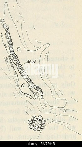 . Anatomischer Anzeiger. Anatomia di confronto. Fig. 19. Fig. 20.. Si prega di notare che queste immagini vengono estratte dalla pagina sottoposta a scansione di immagini che possono essere state migliorate digitalmente per la leggibilità - Colorazione e aspetto di queste illustrazioni potrebbero non perfettamente assomigliano al lavoro originale. Anatomische Gesellschaft. Jena : G. Fischer Foto Stock