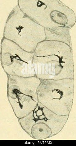 . Anatomischer Anzeiger. Anatomia, comparativo, Anatomia, comparativo. 509 Glomerulis sowohl in den epithelialen als in den bindegewebigen ele- menten gleichzeitig dargestellt habe gesehen. In der Leber ha gelang es mir nur selten, den Netzapparat dar- zustellen. Es finden sich dann (bei einer neugeborenen Katze) neben den Kernen der Leberzelle und ohne eine konstante Lagebeziehung zu diesen aufzuweisen, manchmal ziemlich einfach gebaute Netze aus wenigen Maschen bestehend, manchmal nur polygonale Einzelmaschen mit ein bis zwei langen Ausläufern (abb. 2). Der Befund stimmt im allgemeine mit dem v Foto Stock