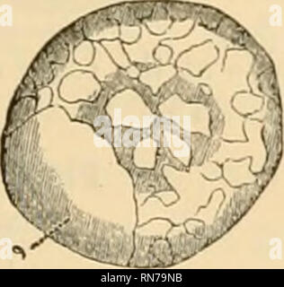 . Anatomia del granchio reale (Limulus polyphemus, Latr.). I granchi. Fiar. 2.. Si prega di notare che queste immagini vengono estratte dalla pagina sottoposta a scansione di immagini che possono essere state migliorate digitalmente per la leggibilità - Colorazione e aspetto di queste illustrazioni potrebbero non perfettamente assomigliano al lavoro originale. Owen, Richard, 1804-1892. Londra, stampato da Taylor e Francis Foto Stock