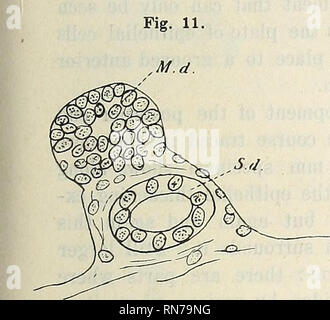 . Anatomischer Anzeiger. Anatomia di confronto. Fig. 14. M.d.. Si prega di notare che queste immagini vengono estratte dalla pagina sottoposta a scansione di immagini che possono essere state migliorate digitalmente per la leggibilità - Colorazione e aspetto di queste illustrazioni potrebbero non perfettamente assomigliano al lavoro originale. Anatomische Gesellschaft. Jena : G. Fischer Foto Stock