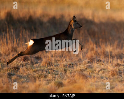 Una femmina di capriolo (Capreolus capreolus) salti attraverso praterie in luce dorata al tramonto di Lindisfarne, Northumberland Foto Stock