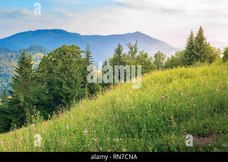 Gli alberi di conifere su una collina erbosa. splendido scenario estivo in montagna a sunrise. prato con erbe selvatiche. splendido clima soleggiato Foto Stock