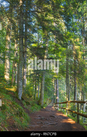 Percorso di foresta in luce pezzata. staccionata in legno. basso angolo vista. splendido scenario estivo Foto Stock