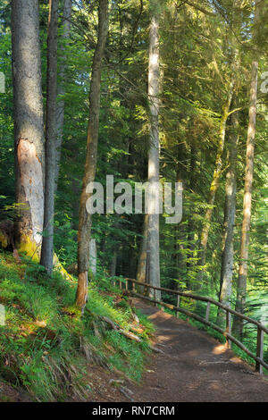 Percorso attraverso la foresta di conifere in luce pezzata. staccionata in legno. splendido scenario estivo Foto Stock