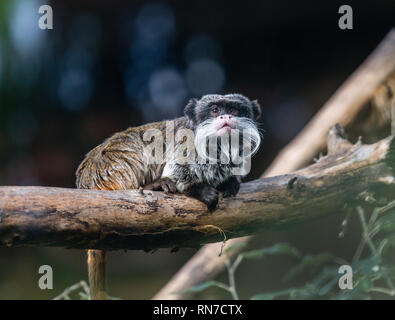 Barbuto imperatore tamarin con grandi baffi bianchi seduta su un ramo. Carino scimmia divertente Foto Stock