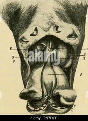 . Anatomischer Anzeiger. Anatomia, comparativo, Anatomia, comparativo. 495 che si articola con il corpo un po' a destra della cloaca ori- fice. La testa è anche malformati bulbi oculari sono assenti, le cere- bral semisfere sono esposte e la fattura superiore assente; in quest'ultima condizione è simile a quella del pulcino numero 7. 10. Questo campione è di un gattino a termine e presenta quattro zampe posteriori e una malformazione di occhio sinistro e regione sottomascellari (Fig. 8). Nel campione lordo la duplicazione della porzione caudale del corpo inizia nella regione lombare. Entrambe le parti sono ugualmente devel Foto Stock