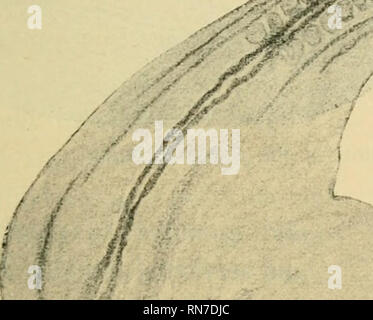 . Anatomischer Anzeiger. Anatomia, comparativo, Anatomia, comparativo. 489 Dareste credeva che il cuore è cresciuto molto rapidamente e la crescente abbastanza grande dis- posto la testa, ma Kaestner non concepire questo in vista di quanto sopra. Dareste omphalocephalic descritta in una doppia monster con colli separati, ma una comune testa. Grundmann61 e Wucker6'2 descrivere omphalocephalia doppia in pulcini di cinque giorni di incubazione. Molto recentemente mam- kowsky63 descrive un mostro che assomiglia molto a omphalocephalia, ciò che rappresenta il secondo che era venuto sotto il suo avviso. r. Si prega di notare che queste immagini sono Foto Stock