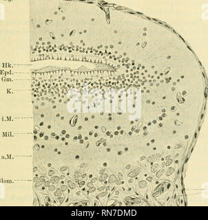 . Anatomischer Anzeiger. Anatomia, comparativo, Anatomia, comparativo. 649 5) Die innere Molekularschicht liegt zwischen der vorigen und der Körnerschicht und besteht aus einem Flechtwerk von sehr feinen Fasern, in welche rundliche Zellen eingestreut sind. 6) Die Schicht der Körner wird von den zelligen Elementen und &LT;lem feinen Fasernetz gebildet. Die ersteren zerfallen in zwei Arten; die eine ist von rundlicher, die andere von pyramider forma, mit der Spitze nach außen gerichtet, Mit einem, sich durch Hämatoxylin sehr intensiv färbenden Kern. Beide liegen Zellenarten neben- und auf- •^2=^?^S Foto Stock