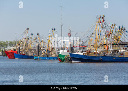 Gamberetti pescherecci nel porto olandese Lauwersoog Foto Stock