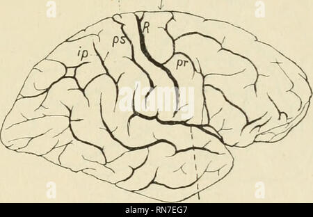 . Anatomischer Anzeiger. Anatomia, comparativo, Anatomia, comparativo. 489 cosi nelle osservaz. 52 e 53 (figg. 11 e 8) si hanno i seguenti caratteri positivi. 1) La regione centrale di ricerca! A causa emisferi presenta quattro solchi trasversali e tre circonvoluzioni interposte. 2) II solco anteriore (pr) e completo nellâ emisfero destro (fig, 11) ed in comunicazione con le fessure interemisferica, silviana e con i ss, frontales, nellâ emisfero sinistro (fig. 8) 6 interrotto, ed e solo la parte inferiore in comunicazione con la fiss, in posizione. Sylvii e con il s. frontalis in- ferior. In ambi i dovuti casi esso e essere Foto Stock