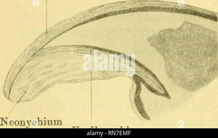 . Anatomischer Anzeiger. Anatomia, comparativo, Anatomia, comparativo. 378 completamente il tessuto cheratinizzato (i. e. il ueonychium). stadio fetale della griffa Dasypus descritto da lui. Questo è stato il solo II. Aves. La condizione del neonychia nel Pulcino, che è simile a quello che si trovano comunemente nei mammiferi, è mostrata nelle Figg. 5-7. Fig. 5 mostra una sezione longitudinale di una griffa di un 19-giorno pulcino. La macchia utilizzata è stata di borace-carmine ditferentiated per pochi secondi in acido picrico in alcole assoluto. Questo metodo mostra il neonychia molto chiaramente come a causa dei loro sHght grado di cheratinizzazione sono più Foto Stock