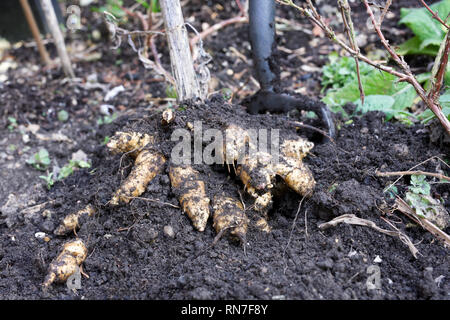 Helianthus tuberosus. La raccolta di topinambur. Foto Stock