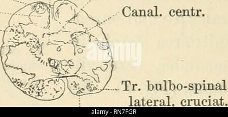 . Anatomischer Anzeiger. Anatomia, comparativo, Anatomia, comparativo. 378 2) Bei Selachiern (Scyllium) sah ich dorsale Fasern der spi- nalen Trigeminuswurzel an der kaudalen Oblongatagrenze in das dorso- Wandungsgrau laterale des Zentralkanals übergehen (Figg. 14 und 15). Aus diesem Grau entwickelt sich froutalwärts der Vaguskern sensata, ein Teil der sensiblen Trigeminusfasern splittert demnach in einem Endkern viscerale sensibler-Elemente auf. Aehnliche Verhältnisse sah ich auch bei Säugern (Kaninchen), Commiss. infim. Halleri pars ventr. pars dorsale. Rad. spin. V Comu dors. /^^^^^se i . Può Foto Stock