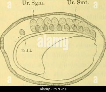 . Anatomischer Anzeiger. Anatomia, comparativo, Anatomia, comparativo. Fig. 9. Fig. 10. Urdarm des embrione zwei Chorden: eine obere, von größeren Di- mensionen (Ce.ch.), und eine untere, kleinere (Schwarze) Entochorda (En.ch.). Die letztere gibt an die Ektochorda stellenweise einen Teil ihrer Zellen ab (*), ergänzt (in der Zeit der degenerazione) die Ekto- chorda. Eine solche, besonders starke Ergänzung beobachtet man in dem Kopf- und der Schwanzteil Ektochorda. Die Ektochorda selbst besteht aus zwei Teilen: einem größeren hinteren, Urdarm-Ektochorda (ürd.CE.ch.) und einem kleineren vorderen, Stom Foto Stock